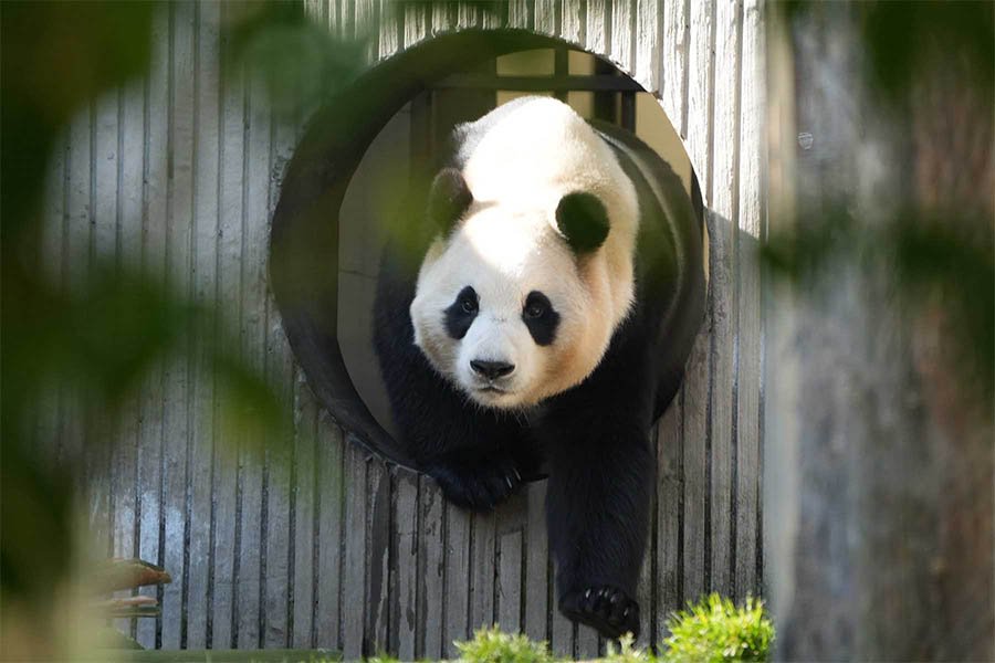 wolong panda