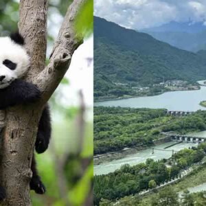 Sichuan 5-Day Self-Guided Tour